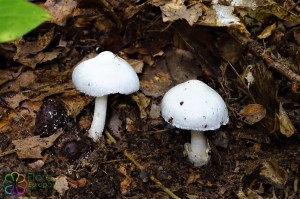 Volvariella pusilla (2)